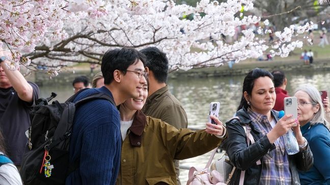 People taking pictures of the cherry blossoms along the D.C. Tidal Basin after National Park Service officials announced peak bloom on March 28, 2025. (Winston Rogers/ 7News)