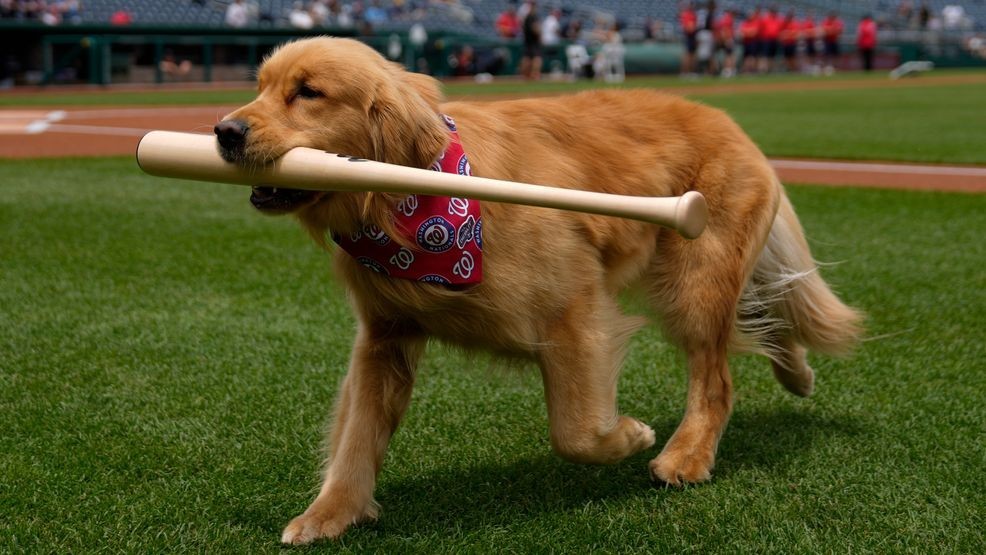 Image for story: Bruce the dog makes his Nationals debut