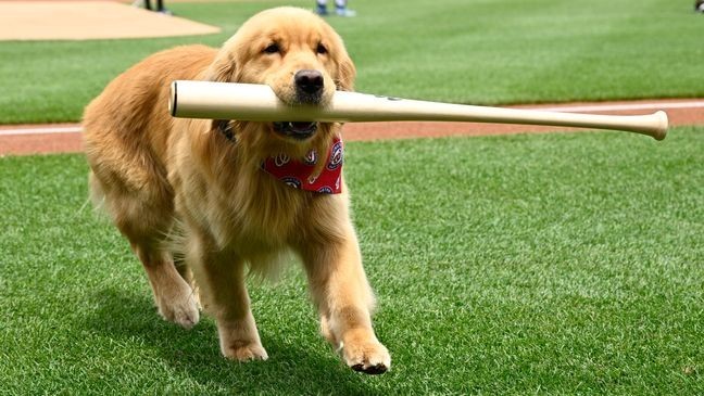 Bruce, the bat dog, retrieves a bat as he is recognized before a baseball game between the Washington Nationals and the Miami Marlins, Saturday, June 14, 2025, in Washington. (AP Photo/Nick Wass)