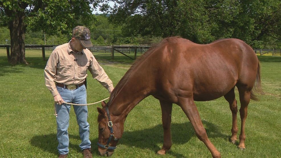 Image for story: 'This is what saved my life': Veterans find healing on horseback in Loudoun County