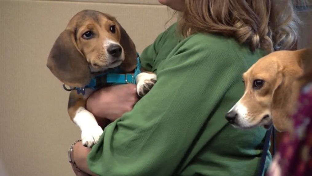 Beagles on Capitol Hill (7News)