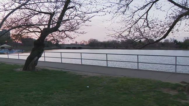 Cherry blossoms at the Tidal Basin in D.C. on March 20, 2025. (Mike Rudd/7News)