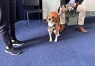 Image for story: NIH planned to keep testing on beagles through 2026 before halting experiments