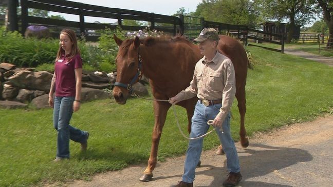 A unique form of therapy is offering hope and healing to military veterans struggling with PTSD. (7News){p}{/p}