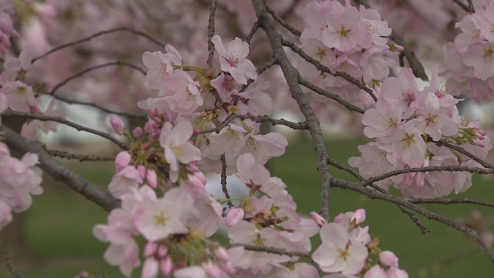 Image for story: 2025 National Cherry Blossom Festival kicks off Thursday: Here's what's ahead