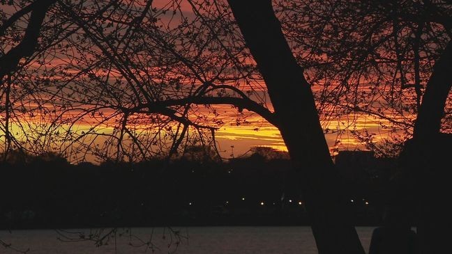 Cherry blossoms during the sunset on March 19, 2025. (7News)