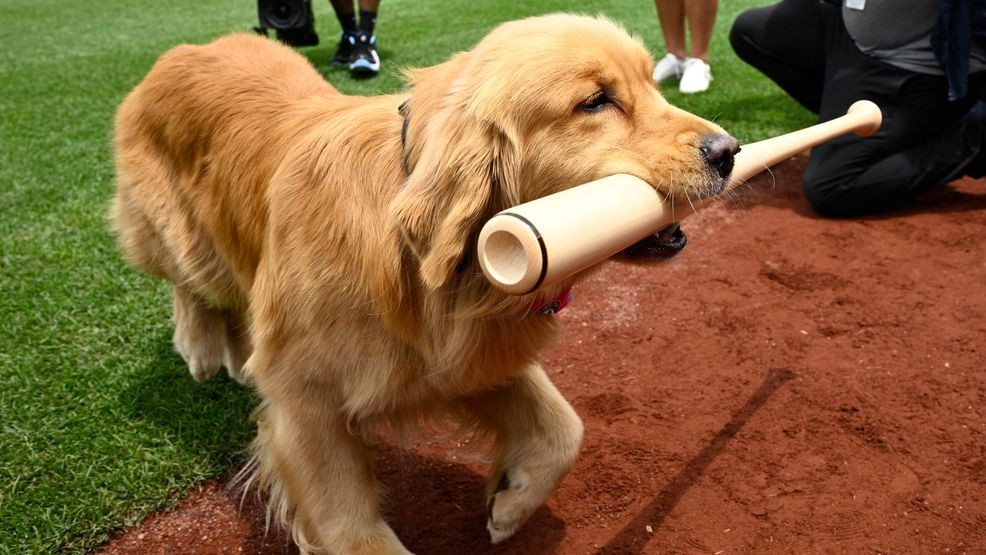 Image for story: Nationals' bat-retrieving dog Bruce laps up pregame attention, makes MLB debut