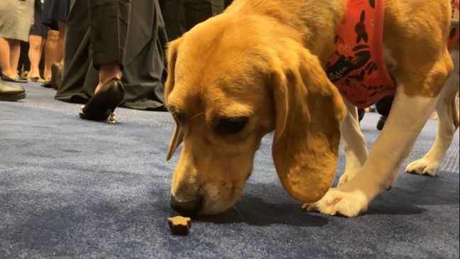 {p}Some beagles who were rescued from a breeding facility in Virginia popped up on Capitol Hill on Sept. 22, 2022 (Scott Taylor, 7News).{br}{/p}